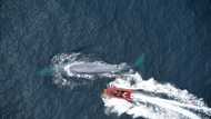 Blue whales eat 10 million pieces of microplastic a day: study