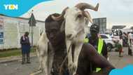 Goat thief in Kete Krachi caught, made to parade stolen goat through community