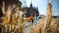 Ukraine conflict may hike long-term grain prices 7%: study