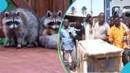 “We don’t kill animals by heart”: Raccoons found in container shipped from US to Ghana