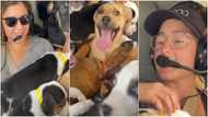 Lady commended for flying 27 dogs to another state to ensure their safety