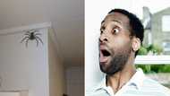 Family allows giant spider to stay in their home rent-free for a year, it’s no from people of the world
