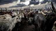Livestock theft is central to jihadist economy in west Africa