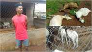 Police arrest 23-year-old man for stealing 26 goats and sellotaping their mouths