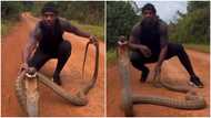 Fearless man plays with giant king cobra; faces reptile as it strikes in viral video; peeps go gaga