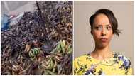Bunches of plantain left rotten in market due to high selling price gets many talking: "We blame their greed"