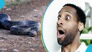 Teen boy conquers monstrous python in sugarcane farm in Central Region