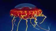 Life in the abyss, a spectacular and fragile struggle for survival