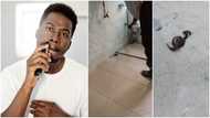 Video captures strange moment 2 men found snake behind toilet, netizens react: “You people scaring me”