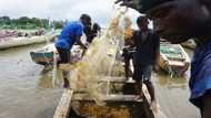 Seaweed onslaught disrupts S.Leone fishing and tourism