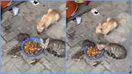 Ghanaian man screams in astonishment as he sees cats sharing food with mouse, video sparks reactions