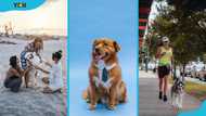 20 fun things to do with your dog and create lasting memories