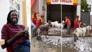 Goat wash: Video of fuel station attendants washing goats at car wash stirs up reactions online