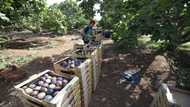 Tunisian 'hanging garden' farms cling on despite drought