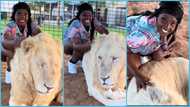 Pretty lady rejoices as she braids a lion's fur, video sparks reactions