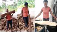 Woman shows off the gigantic cassava she harvested that is half her height, photos spark massive reactions