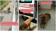 "Truly man's best friend": Loyal dog runs after an ambulance carrying its owner to the hospital, viral video melts hearts
