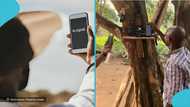 Wurabeng Osu: GH village with no mobile signal trends, visitors drive to the only spot that supports calls
