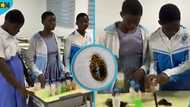 3 female GHANASCO students develop local remedy to fight bedbug infestation in schools