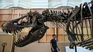 T-rex in Singapore as experts decry 'harmful' auctions
