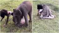 'Mighty' baby elephant removes lady's skirt, falls flat on her in video; netizen says her life was in danger