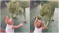 "God is great" - Many react to eye-popping video of toddler playing with wild lion from bush