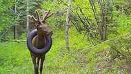Wildlife officials finally remove tyre from Elk's neck after more than 2 years