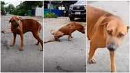 Clever dog pretends It has broken leg to get attention & food from strangers; video goes viral