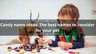 Top 50 candy name ideas: The best names to consider for your pet