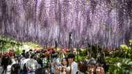 Inflation, hotel prices curtail Japanese 'Golden Week' travels