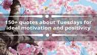 150+ quotes about Tuesdays for ideal motivation and positivity