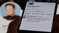 Musk expresses doubts on reliability of Twitter CEO poll