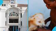 Group runs to Supreme Court to stop the eating of cats and dogs in Ghana