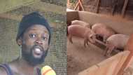 Meet unemployed Banking and Finance graduate who's succeeding in pig farming (Video)