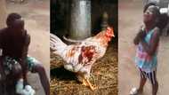 Many react as compassionate cute girl cries and begs dad not to kill fowl in video