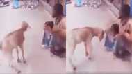 LOL: Video of a goat disturbing a street beggar surfaces online; many say it is exposing him