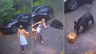 Bear scares living hell out of innocent lady in hectic clip; video cracks ribs