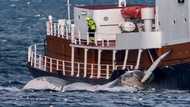 Whaling opposition rises in Iceland as govt ban looms
