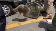 Amazing video of the first ever raccoon in Ghana pops up