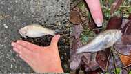 Fish Fall From the Sky in Texas Town During Storm, Locals Baffled: "It's Raining Fish!"