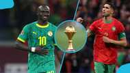 Senegal vs Morocco: Viral cat 'speaks', chooses country to win AFCON trophy