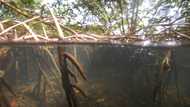 World's largest bacteria discovered in Guadeloupe