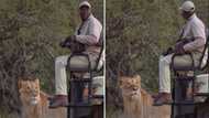 Video of safari ranger coming face to face with a lion ends the people of Mzansi, his reaction is everything