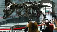 Christie's cancels controversial T-rex auction in Hong Kong