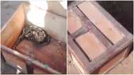 Suspected 'sakawa' boys in GH return 'money-vomiting' snake to spiritualist after failed promise