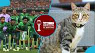 "This cat is a conman": Oracle feline causes a stir predicting Nigeria vs Tanzania AFCON game