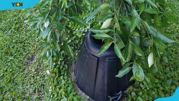 Johnny Georges Tree T-PEE’s net worth story before and after Shark Tank