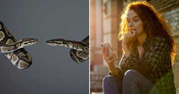 Woman Finds 2 Pythons Mating Behind Her Microwave, Netizens Express ...