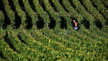 French champagne harvest begins with 'promising' outlook