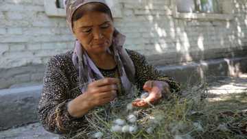 Uzbekistan tries to put fresh spin on its silk industry